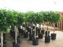 Fig Tree,Weeping Fig, Benjamin Tree, Java Fig